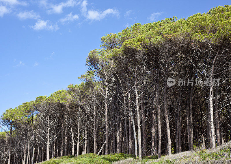 地中海松木，意大利托斯卡纳