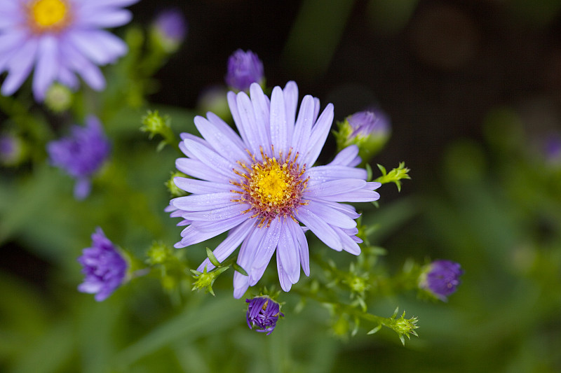 米迦勒节雏菊&#8220;早熟的蓝色&#8221;(Aster dumosus)