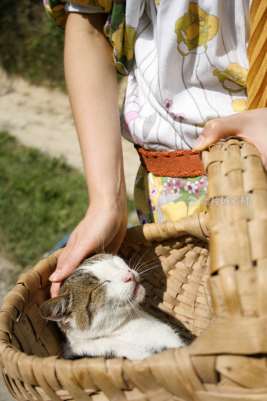 柳条篮子里的猫