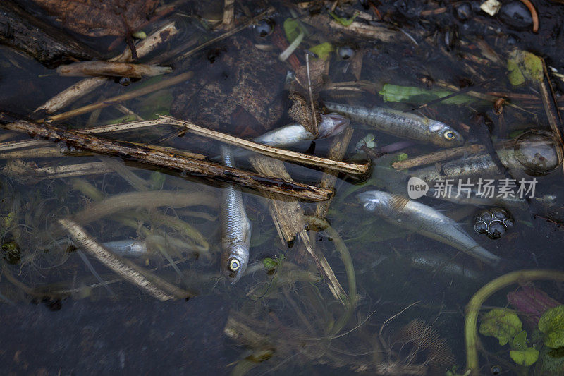 被污染的河流中的死鱼