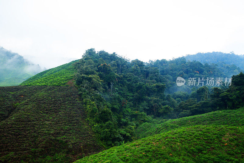 茶园的早晨