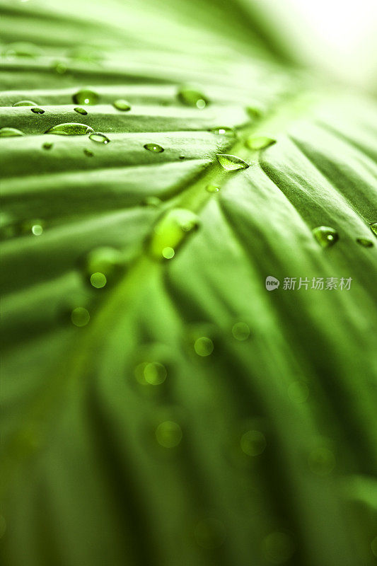 阳光下雨后的树叶