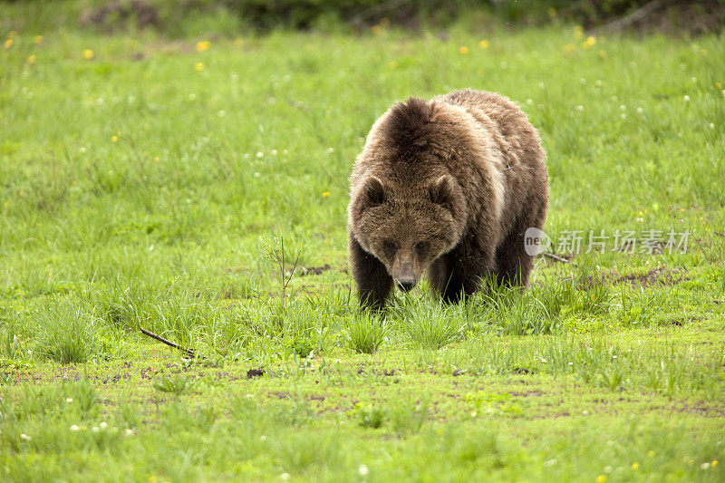 复制太空野生灰熊在怀俄明州国家森林的脸
