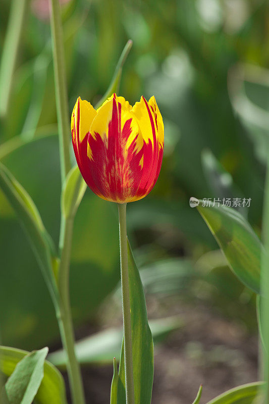 单瓣红色和黄色的郁金香花，绿叶环绕