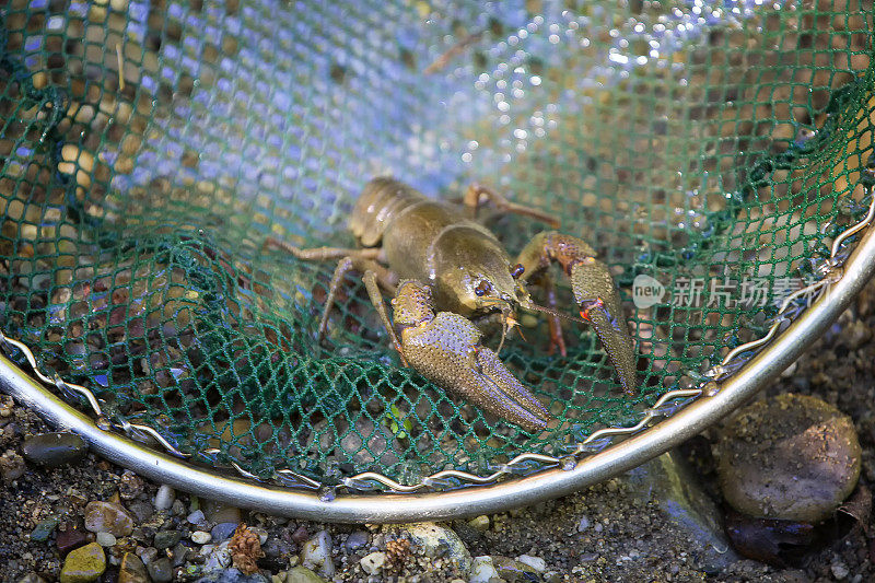 欧洲淡水小龙虾