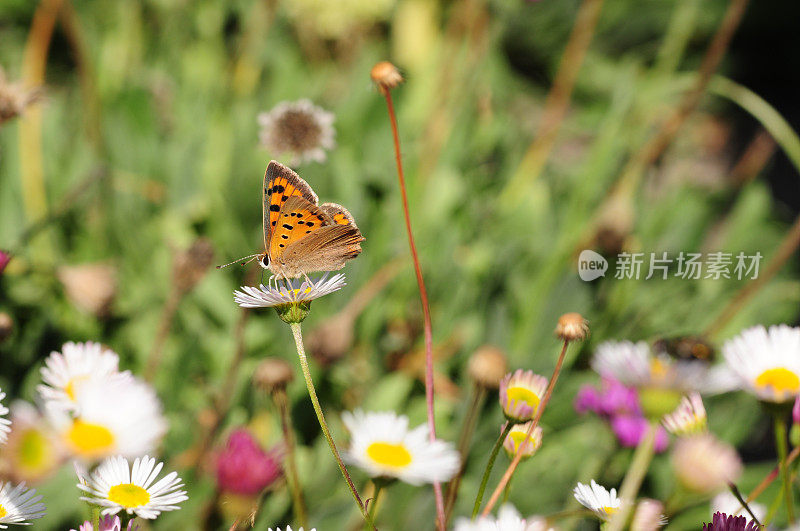 小铜蝴蝶，英国