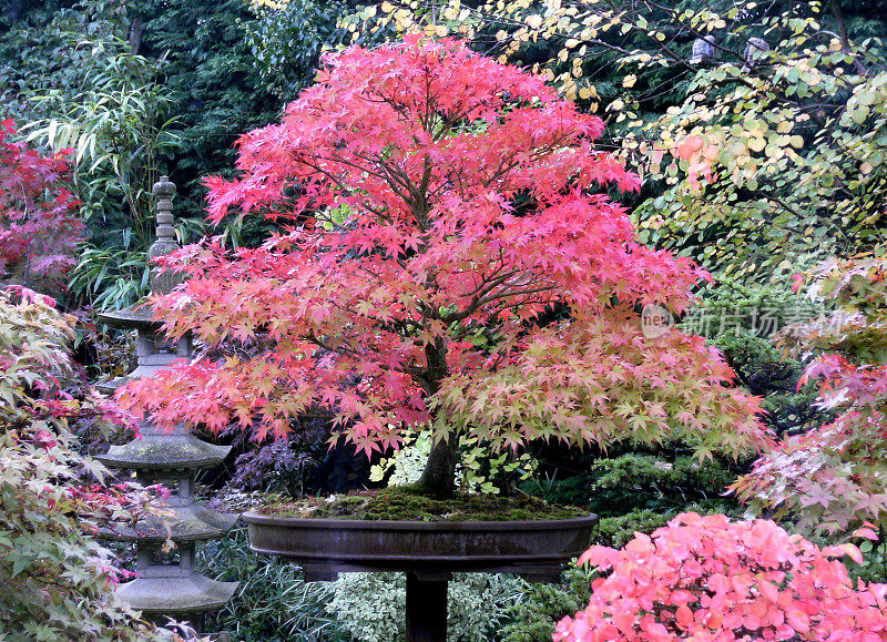 盆景枫树与秋叶的形象