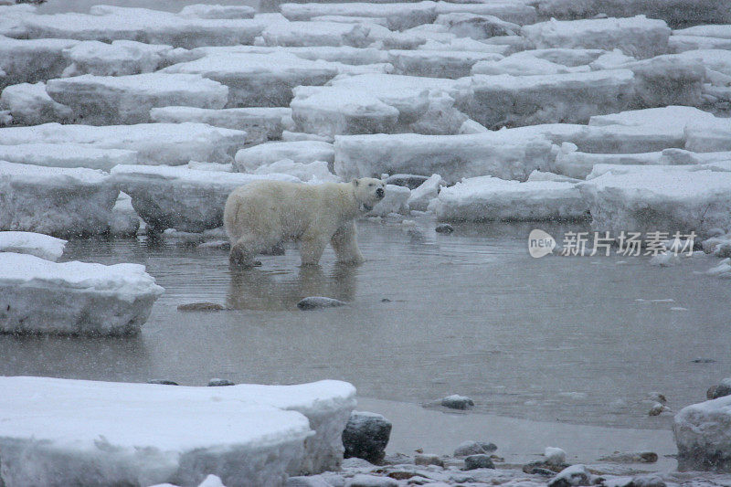 马尼托巴省哈德逊湾水域的野生北极熊戴着无线电项圈