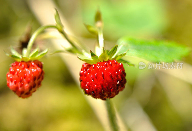 野草莓