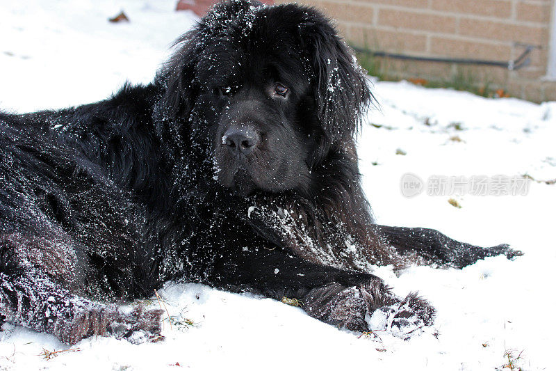 加拿大:雪中的纽芬兰狗