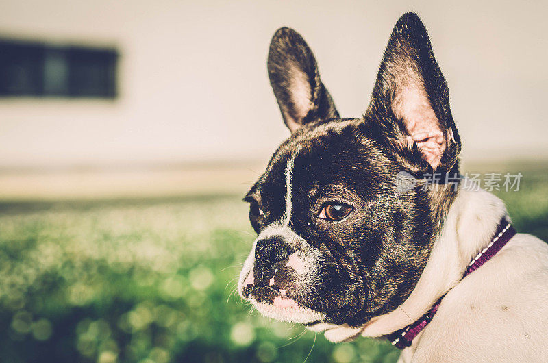 春天，在草地上的法国斗牛犬