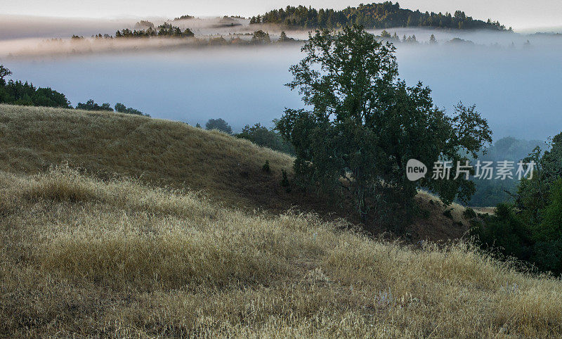日出在加利福尼亚山的迷雾之上