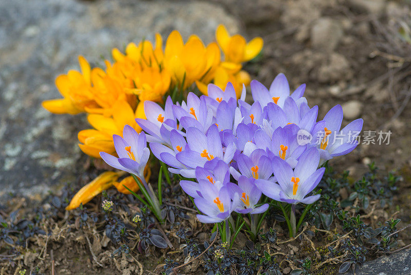 番红花在春天开花