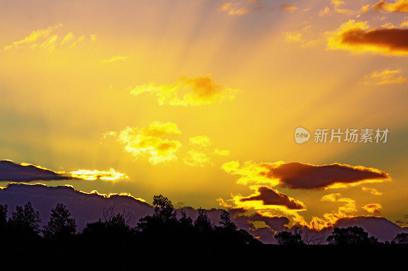 金色的夕阳在树木的剪影后面