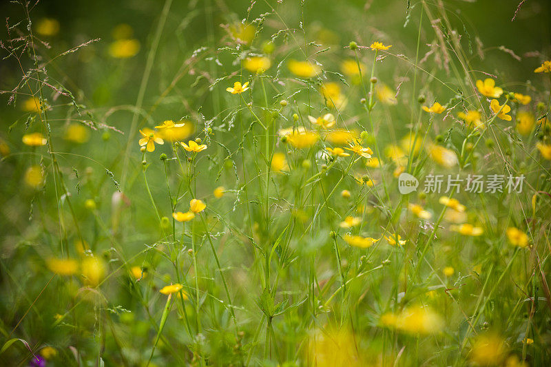 黄色的花