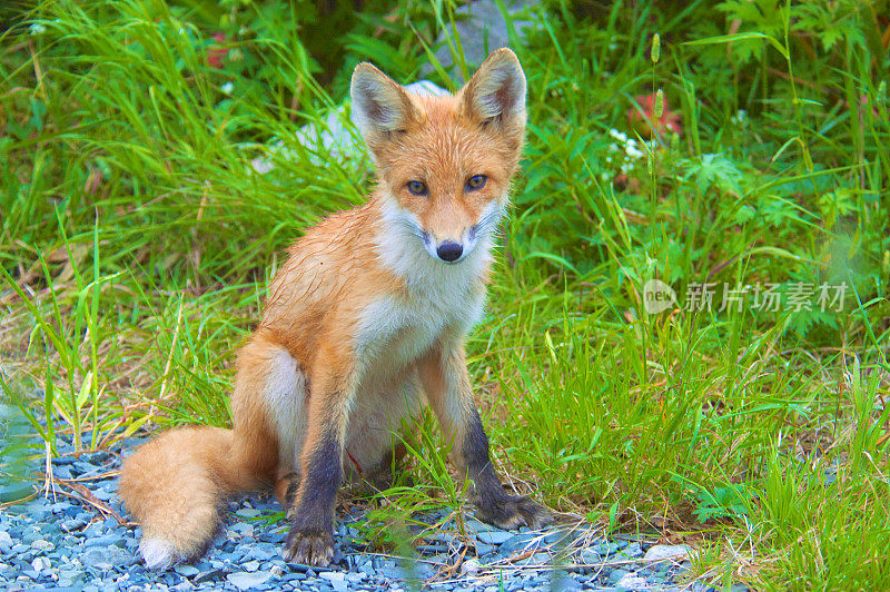 野生阿拉斯加红狐在夏季草地
