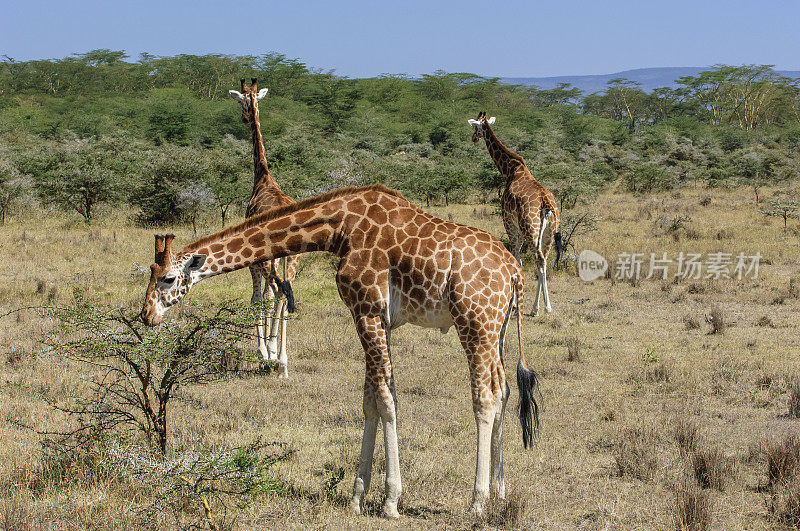 野生罗斯柴尔德长颈鹿进入肯尼亚森林