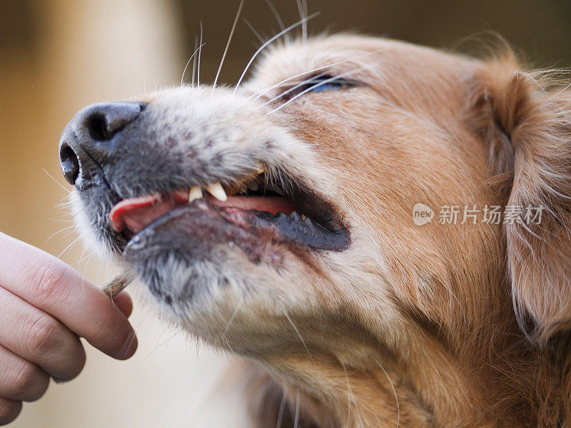 和我的狗玩