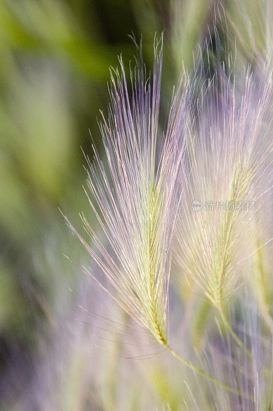 紫色和绿色的麦草