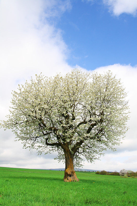 初春绿色草地上的一棵盛开的樱桃树