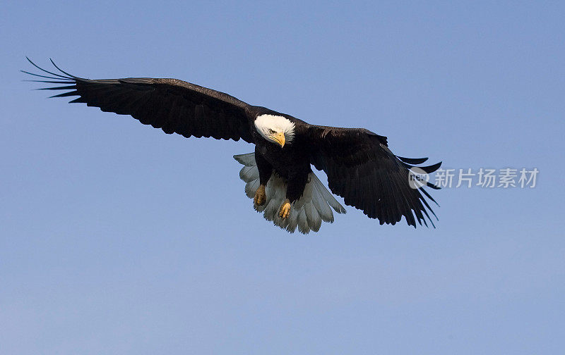 飞行中的秃鹰――阿拉斯加