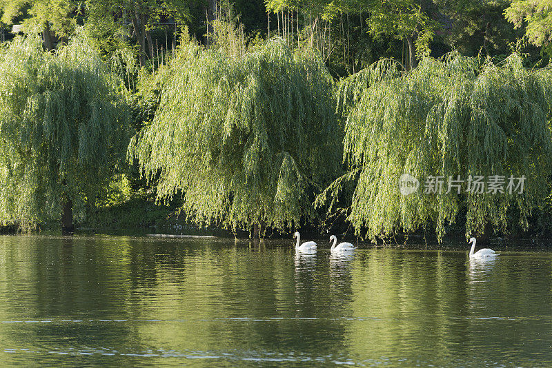 河流景观有白柳