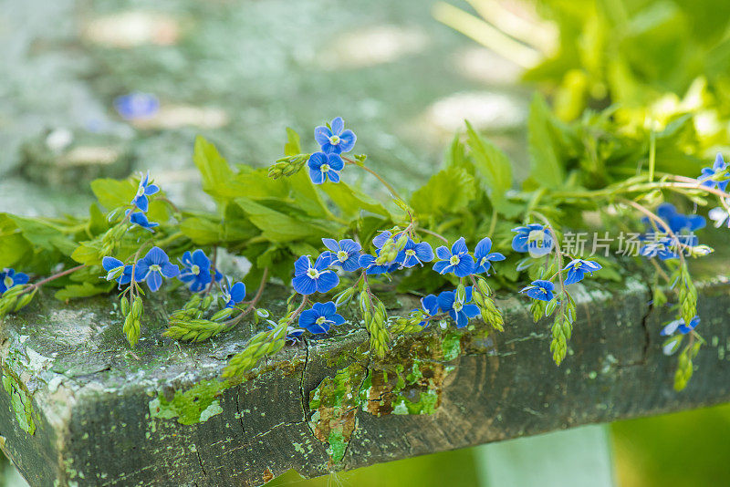花环上的蓝色花朵