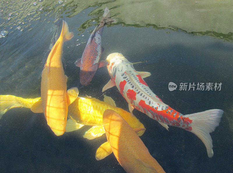 池塘中游弋的大型锦鲤、高档鱼类、龙眼、水穗