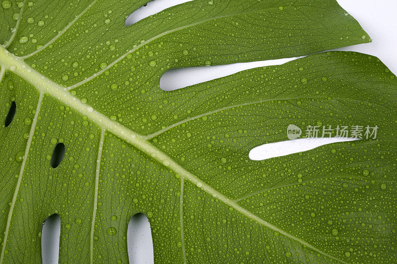 雨滴落在树叶上