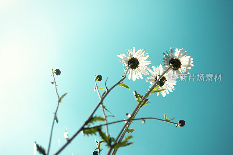 雏菊花