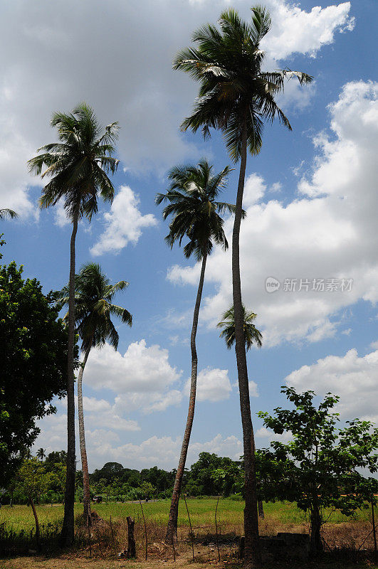 棕榈树,Anuradhapura、斯里兰卡。