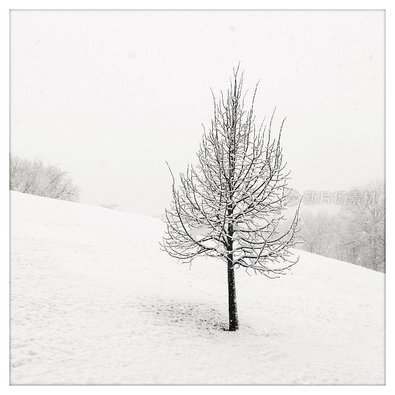 暴风雪中的一棵树