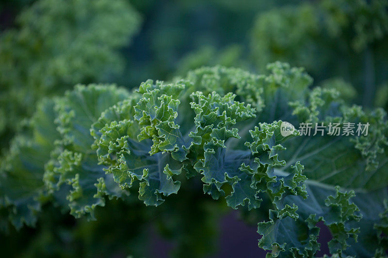 芸苔属植物oleracea