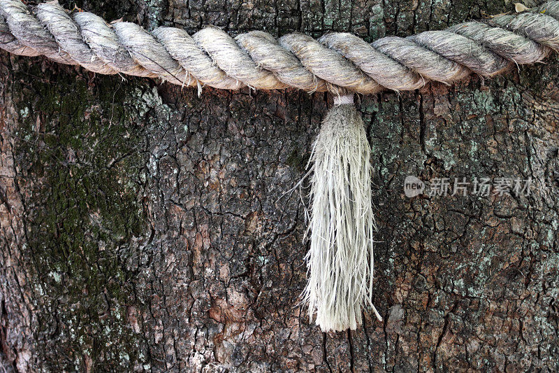 绳子绑在圣树上