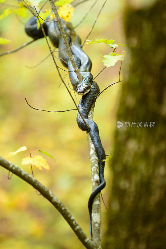 黑王蛇
