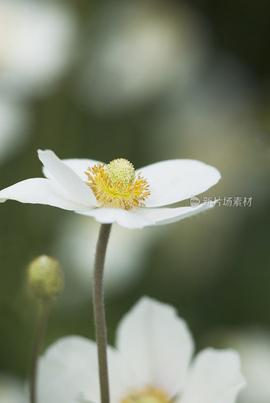 雪莲银莲花(银莲花sylvestris)在春天-六