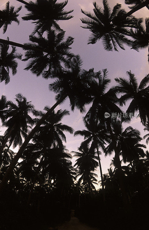 泰国，苏梅岛，椰子树。