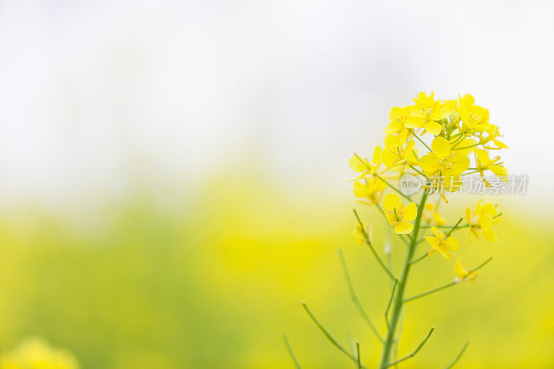 油菜籽花