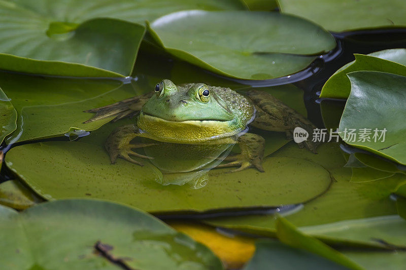 睡莲上的青蛙