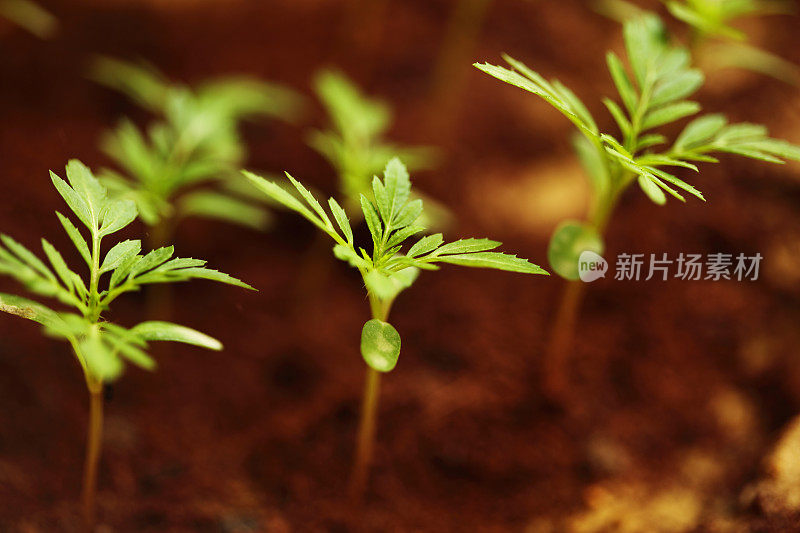 万寿菊幼苗在花盆发芽