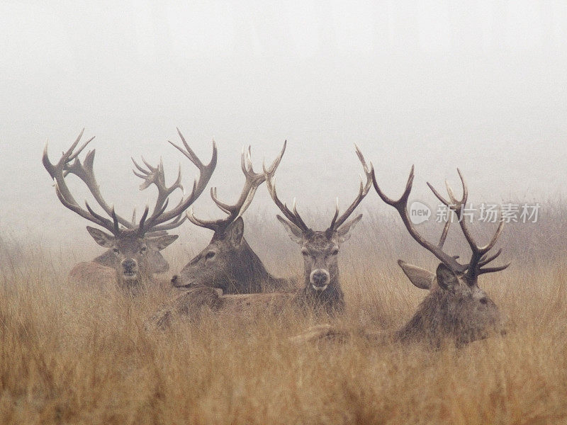 鹿群在雾公园休息