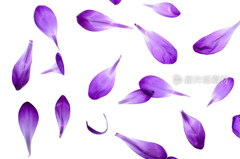 紫色花瓣孤立在白色的背景
