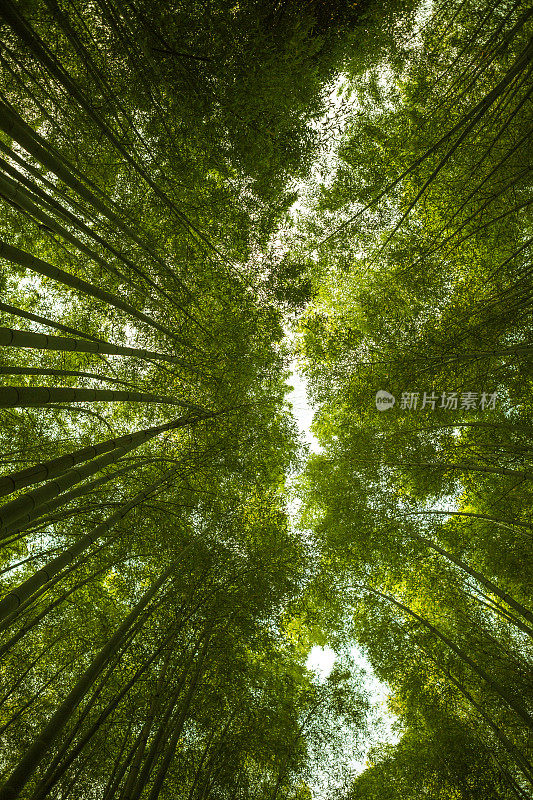 日本京都佐野岚山竹沟森林