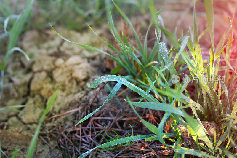 冬小麦种植