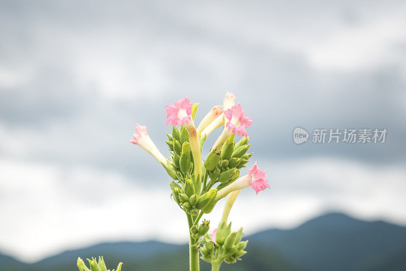 在夏日阳光下，烟草在田间开花