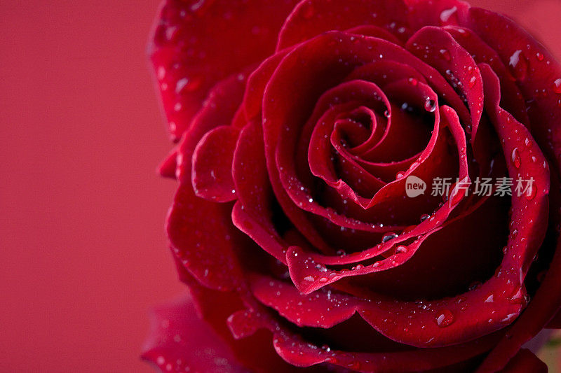 美丽的红玫瑰细节