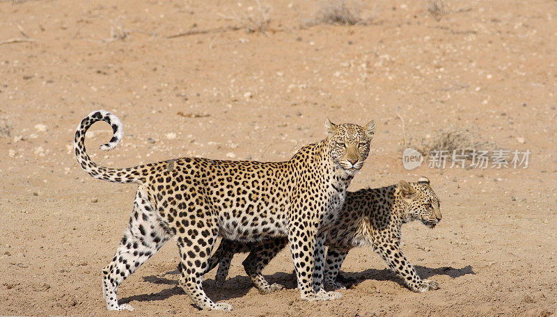 雌性非洲豹和她的幼崽