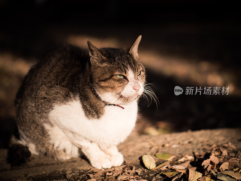 只流浪猫