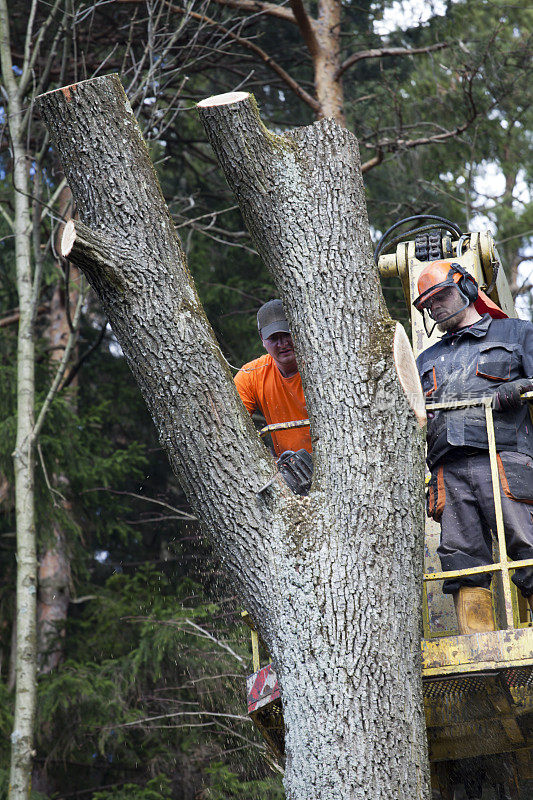 两个伐木工人在平台上砍倒了一棵树