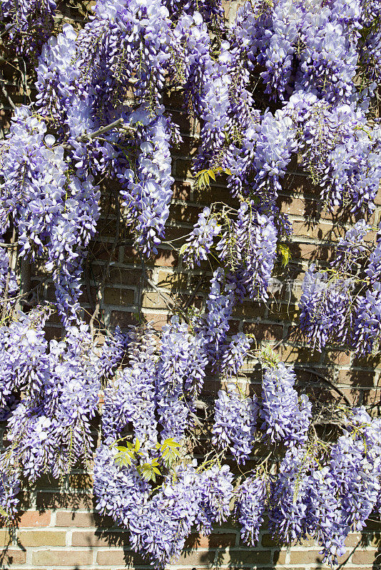 日本紫藤在春天盛开